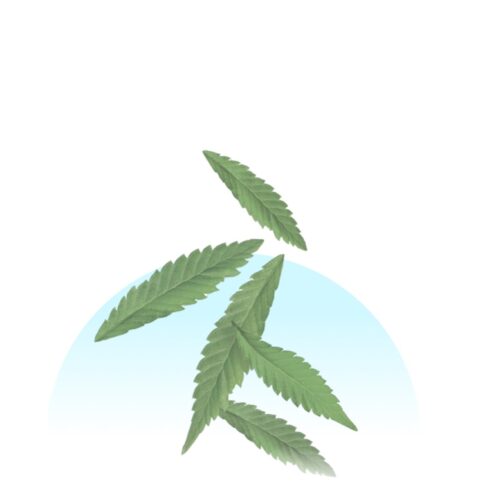 Moisturizing Cannabis Sativa Hemp Seed Oil