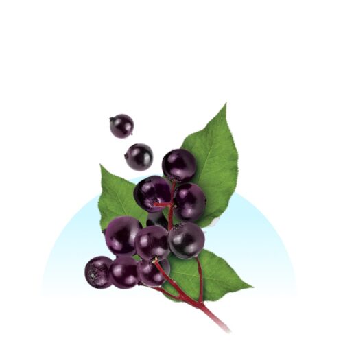 Renewing Black Elderberry