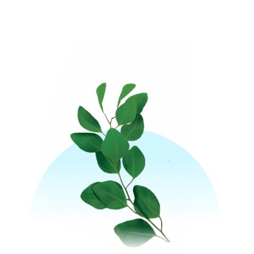 Relaxing Eucalyptus & Spearmint