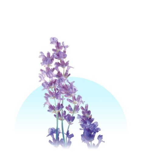 Soothing Lavender